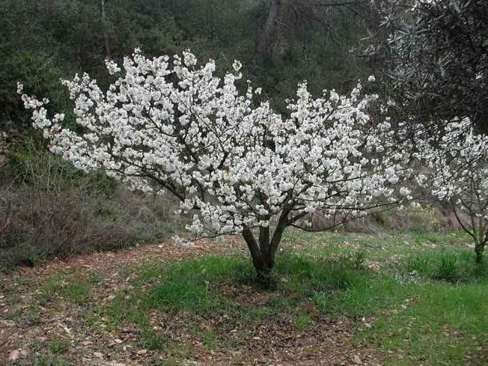 Terrades Casa Rural Cal Fuster Experience מראה חיצוני תמונה