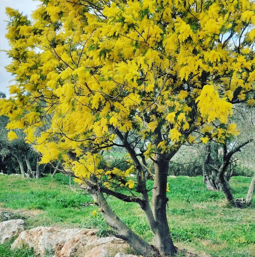 Terrades Casa Rural Cal Fuster Experience מראה חיצוני תמונה